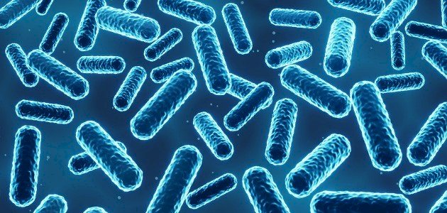 خصائص البكتيريا صورة مقال خصائص البكتيريا