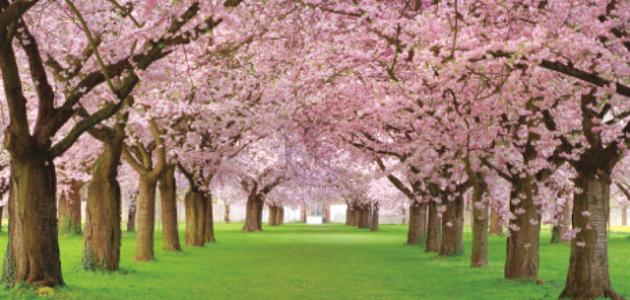 موضوع عن وصف الطبيعة صورة مقال موضوع عن وصف الطبيعة