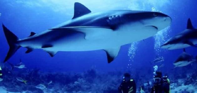 معلومات عن عالم البحار صورة مقال معلومات عن عالم البحار