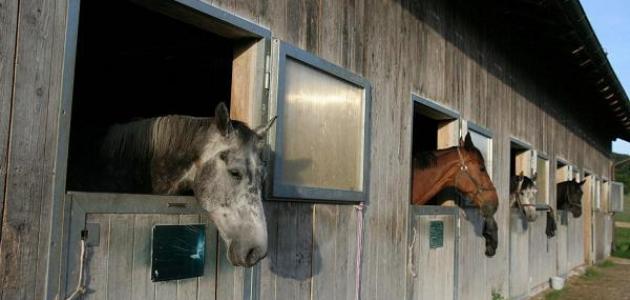 ما اسم بيت الحصان صورة مقال ما اسم بيت الحصان