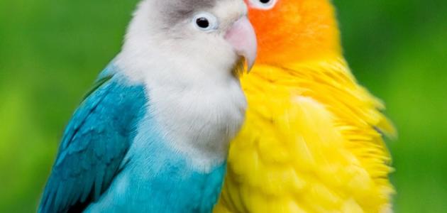 ما هي أنواع الطيور صورة مقال ما هي أنواع الطيور