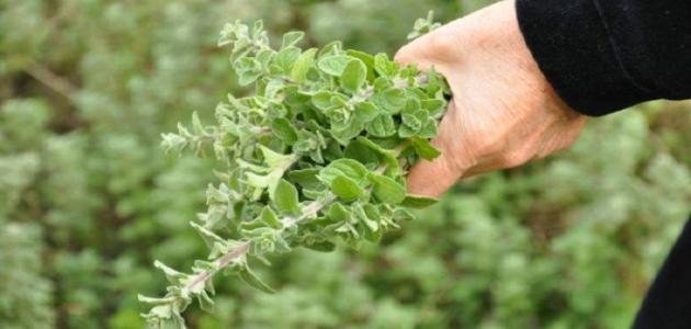 فوائد الزعتر للجسم صورة مقال فوائد الزعتر للجسم