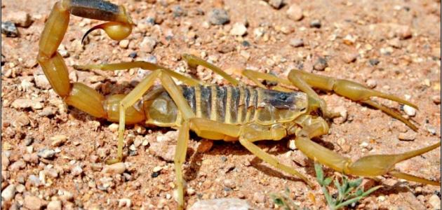 فوائد سم العقرب صورة مقال فوائد سم العقرب