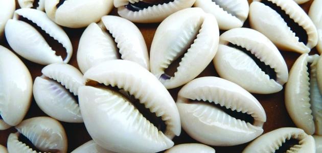 فوائد الودع صورة مقال فوائد الودع