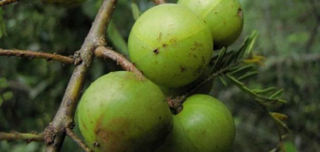 فوائد الأملج للبشرة صورة مقال فوائد الأملج للبشرة