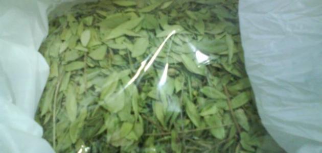 فوائد السدرة للشعر صورة مقال فوائد السدرة للشعر