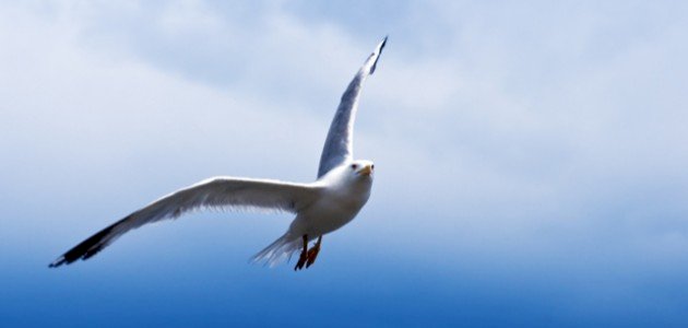 كيف تطير الطيور صورة مقال كيف تطير الطيور