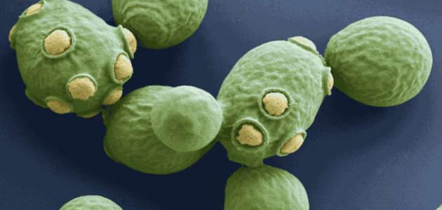 فطر العفن صورة مقال فطر العفن