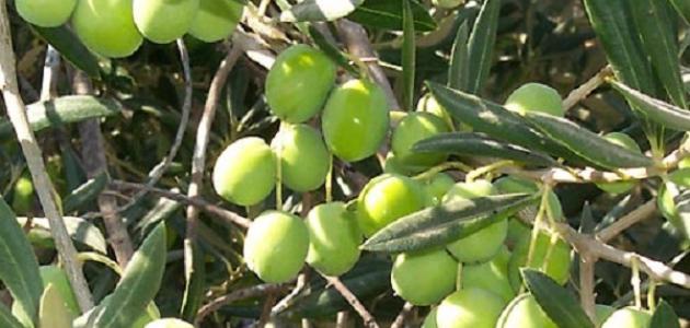 فوائد شجرة الزيتون المباركة صورة مقال فوائد شجرة الزيتون المباركة