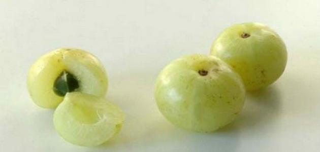 فوائد الأملج لزيادة الوزن صورة مقال فوائد الأملج لزيادة الوزن