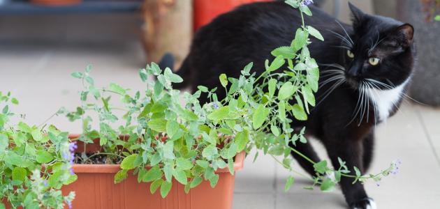 طريقة طرد القطط صورة مقال طريقة طرد القطط