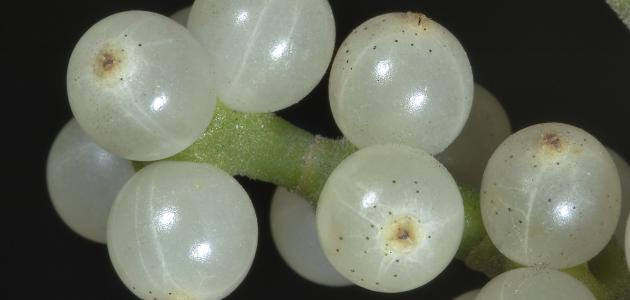 طريقة تحضير عشبة المد صورة مقال طريقة تحضير عشبة المد