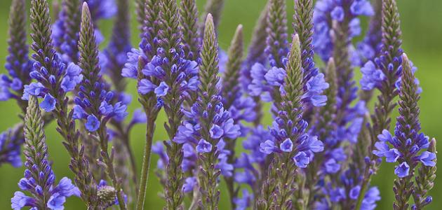 ما هي فوائد عشبة رعي الحمام صورة مقال ما هي فوائد عشبة رعي الحمام