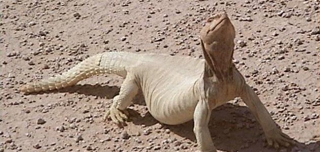 ما هي فوائد الضب صورة مقال ما هي فوائد الضب