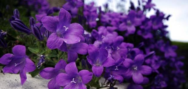 ما هي فوائد زهرة البنفسج صورة مقال ما هي فوائد زهرة البنفسج