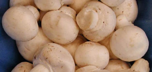 ما هي فوائد الفطر الهندي للعقم صورة مقال ما هي فوائد الفطر الهندي للعقم