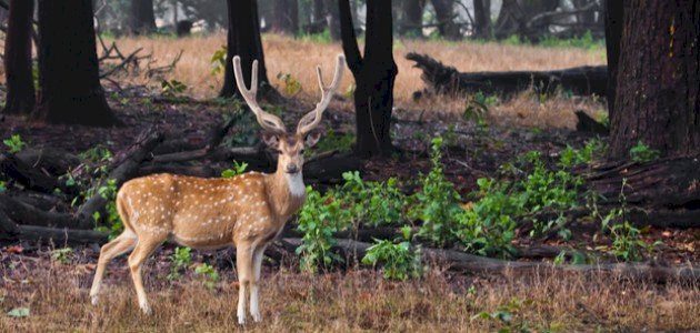 أنواع الغزلان صورة مقال أنواع الغزلان