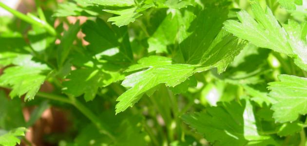 ما فائدة البقدونس صورة مقال ما فائدة البقدونس