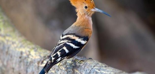 ما هي فوائد عظام الهدهد صورة مقال ما هي فوائد عظام الهدهد