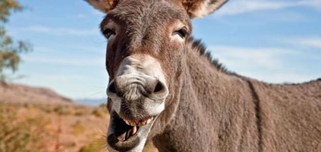 ماذا يسمى صغير الحمار صورة مقال ماذا يسمى صغير الحمار