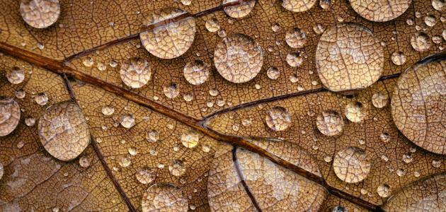 أقوال سفيان الثوري صورة مقال أقوال سفيان الثوري