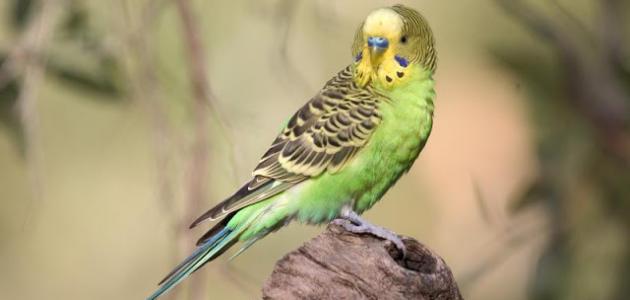 طريقة تربية العصافير صورة مقال طريقة تربية العصافير