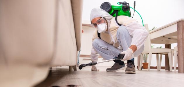 طريقة القضاء على البراغيث في المنزل صورة مقال طريقة القضاء على البراغيث في المنزل