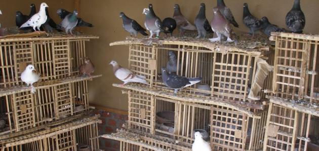 طريقة تربية الحمام البلدي صورة مقال طريقة تربية الحمام البلدي