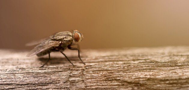 عدد عيون الذباب صورة مقال عدد عيون الذباب