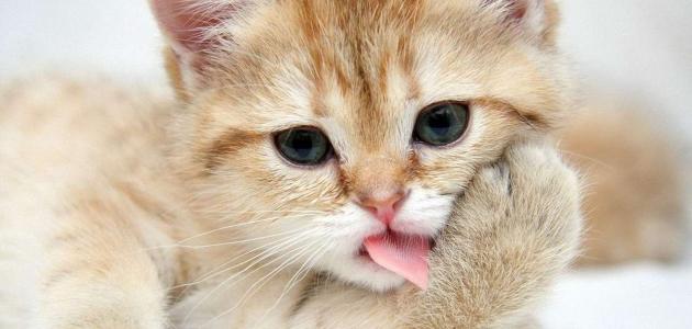 كيف تصيد القطط صورة مقال كيف تصيد القطط