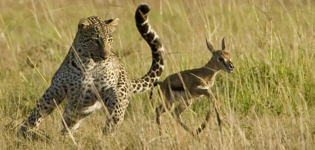 طرق الصيد عند الحيوانات صورة مقال طرق الصيد عند الحيوانات