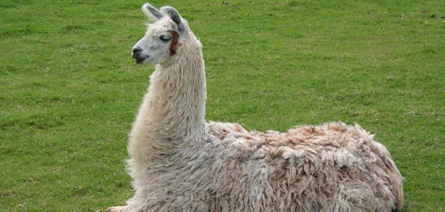 معلومات عن حيوان اللاما صورة مقال معلومات عن حيوان اللاما