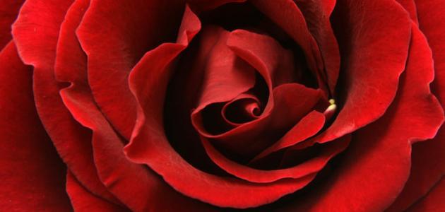 كيف أحب بصدق صورة مقال كيف أحب بصدق