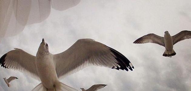 عبارات عميقة صورة مقال عبارات عميقة