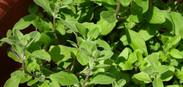 ما هو البردقوش صورة مقال ما هو البردقوش