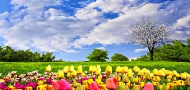 الربيع فصل الجمال والبهجة صورة مقال الربيع فصل الجمال والبهجة