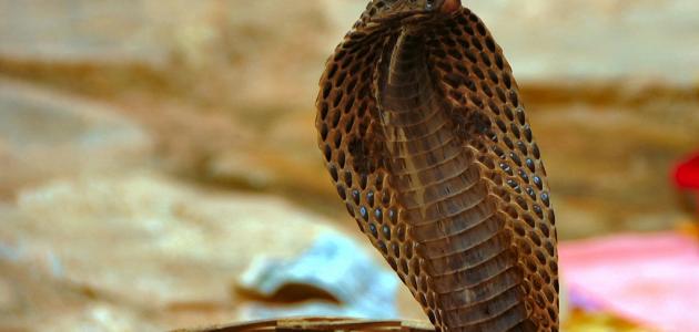 ما هو أشرس حيوان في العالم صورة مقال ما هو أشرس حيوان في العالم