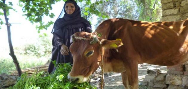 محافظات صعيد مصر صورة مقال محافظات صعيد مصر