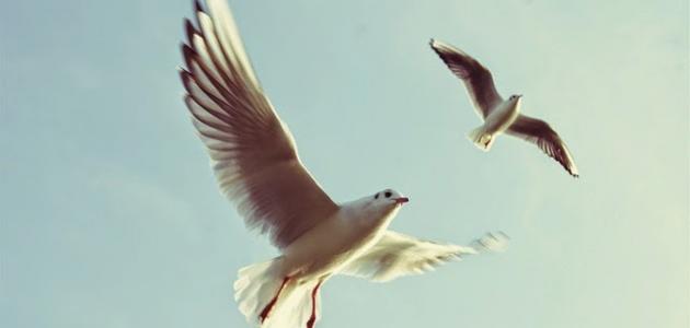 خواطر جميلة وقصيرة صورة مقال خواطر جميلة وقصيرة