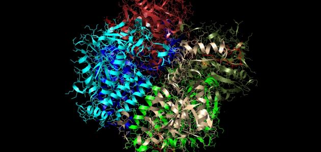 ما معنى كلمة انزيم صورة مقال ما معنى كلمة انزيم