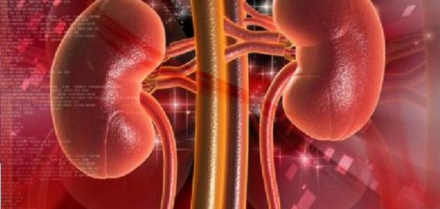 كيف نحافظ على الكلى صورة مقال كيف نحافظ على الكلى