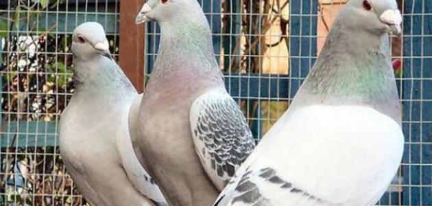 مواصفات الحمام الزاجل الأصيل صورة مقال مواصفات الحمام الزاجل الأصيل