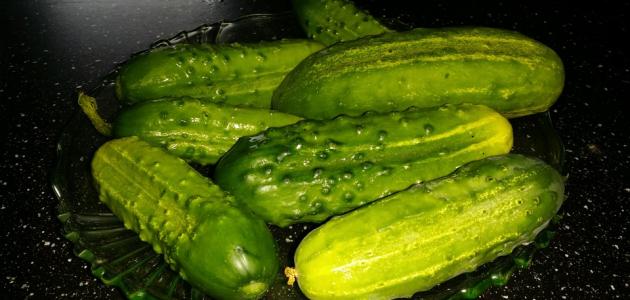 فوائد القثاء للتسمين صورة مقال فوائد القثاء للتسمين