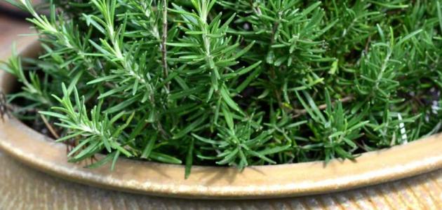 فوائد إكليل الجبل للعناية بالشعر صورة مقال فوائد إكليل الجبل للعناية بالشعر