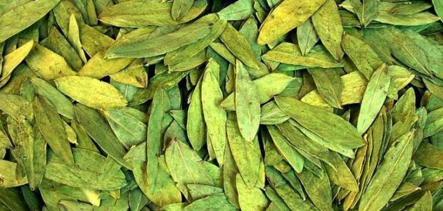 كيفية استخدام عشبة العشرق للتنحيف صورة مقال كيفية استخدام عشبة العشرق للتنحيف