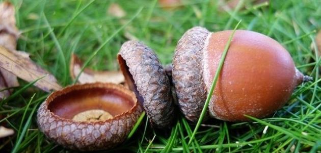 ثمار البلوط صورة مقال ثمار البلوط