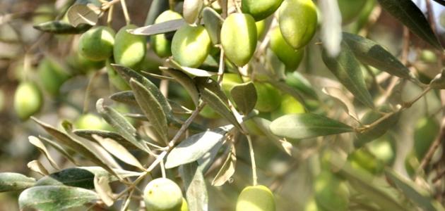ثمار الزيتون صورة مقال ثمار الزيتون