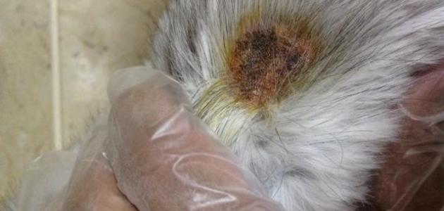 فطريات القطط وعلاجها صورة مقال فطريات القطط وعلاجها