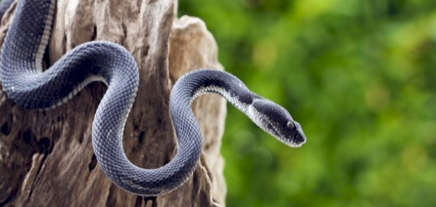 ما اسم ذكر الأفعى صورة مقال ما اسم ذكر الأفعى