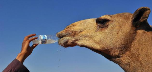 ما هي فوائد بول الإبل صورة مقال ما هي فوائد بول الإبل